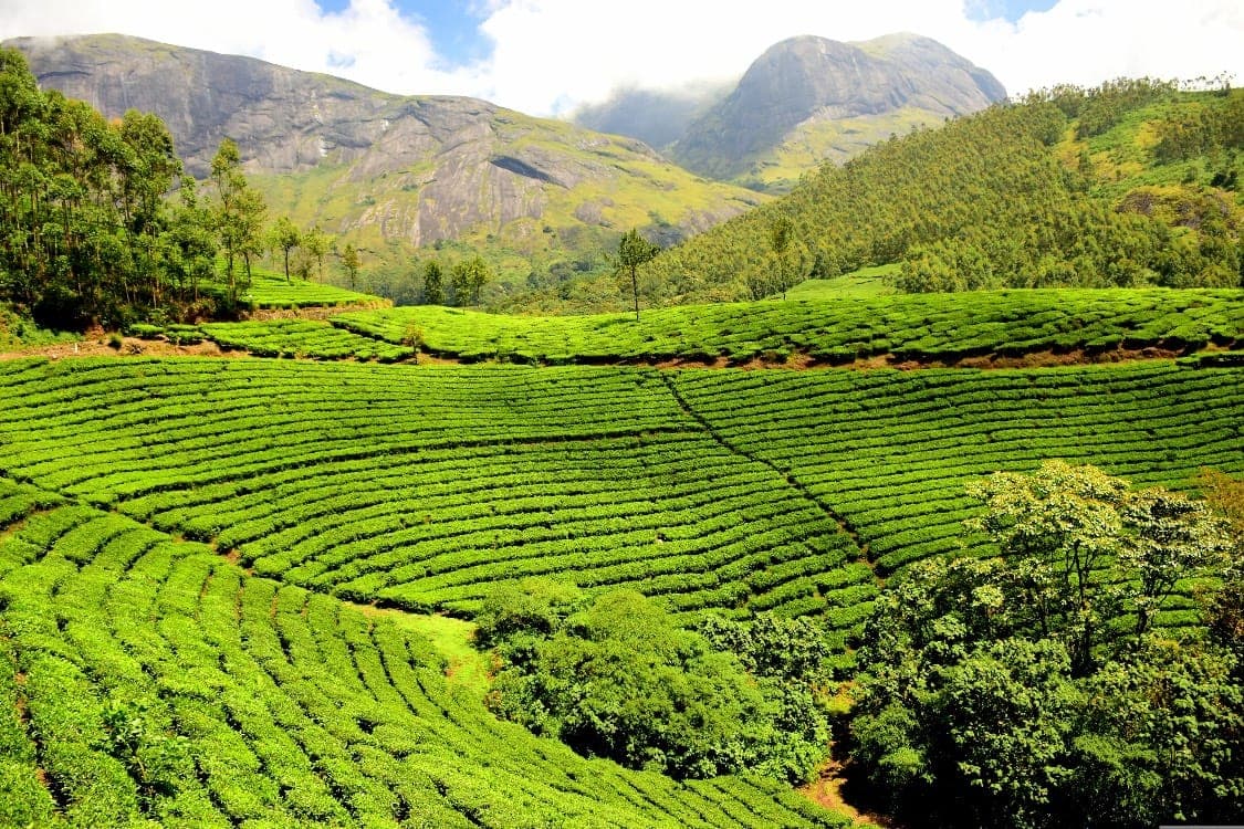 Teeplantage mit Teesträuchern in Reihen an grünen Berghängen